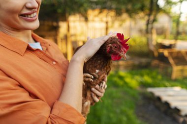 Tavuk ya da tavuğun yakın çekimi, kadın sahibi tarafından yapılmış, organik çiftlik, kırsal yaşam tarzı.