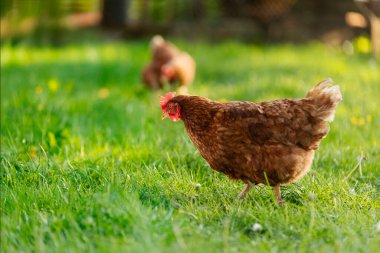 Açık alanda yürüyen tavuklar, çayırda duran yeşil çimenler, afiş için kopyalama alanı