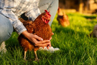 Kahverengi tavuğu tutan, organik çiftliğindeki çimenli tarlada diz çökmüş, yakından çekilmiş, tanınmamış çiftçi kadın.