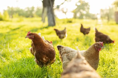 Bir grup horoz ve tavuk, güneşli bir sabah vakti, çiftlik avlusunda çimenlik alanda yürüyor ve otluyor.