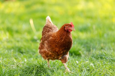 Güneşli bir günde çiftliğin dışında çimlerde yeşil çimlerle yürüyen açık kahverengi tavuk.