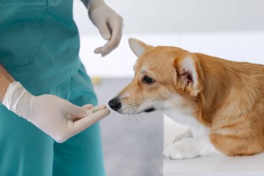 Vet doctor giving pill to Pembroke Welsh Corgi dog during checkup, giving treatment to puppy in vet clinic office, closeup shot