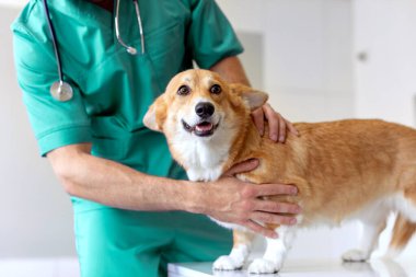 Male veterinarian touching and examining afraid Pembroke Welsh Corgi dog during checkup at vet clinic, closeup shot