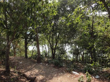 Gölün yanında büyüyen ağaçlar ve çalılar. Su yüzeyi uzaklıktan görünüyor