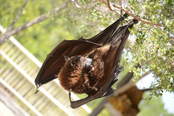 Kalong (Pteropus vampyrus) are the largest bat species in the world. They are commonly known as fruit bats or flying foxes. they sleep with their heads down