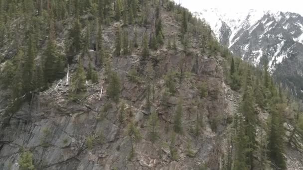 Mendaki Tebing Berbatu Dengan Pohon Pinus Galore Dengan Angin Bertiup — Stok Video