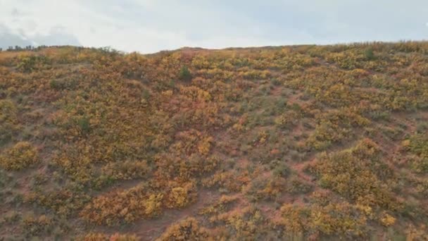 Arbustos Deserto Como Condições São Muito Coloridas Como Arco Íris — Vídeo de Stock