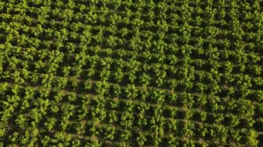 Washington 'da bir elma bahçesinde güzel düzenlenmiş ağaçlar..