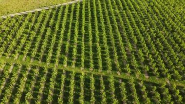Apple orchard in Washington State