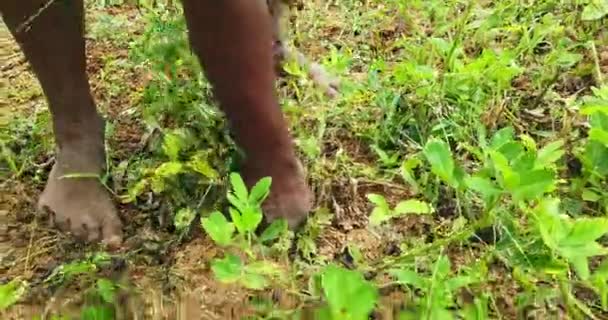 인도의 밀봉하여 손으로 흙에서 땅콩을 거두어들입니다 흙에서 땅콩을 꺼내는 — 비디오