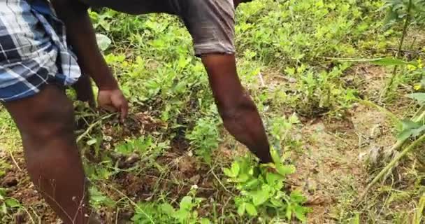 Mysore India Octubre 2020 Primer Plano Agricultor Indio Que Cosecha — Vídeo de stock
