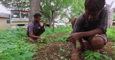 Mysore,India-June 20,2016:A low shot of indian workers weeding with bare hands on the fields of factory during sunny day