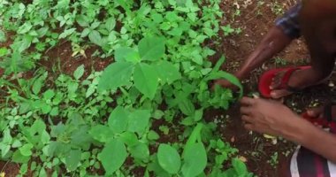 Top view of male bare hands weeding on the ground during sunny day