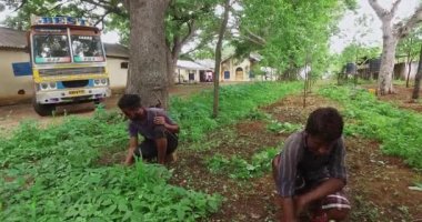 Mysore,India-June 20,2016:A low shot of indian workers weeding with bare hands on the fields of factory during sunny day