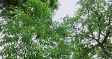 Aerial of sandalwood young trees with flowers and seeds during summer at Mysore