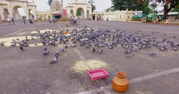 Mysore India June 2016 Flock Pigeons Feeding Ground Ambavilas Mysore — Vídeo de Stock