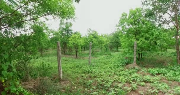 Aerial Large Sandalwood Tree Plantation Young Trees Summer Mysore — Αρχείο Βίντεο