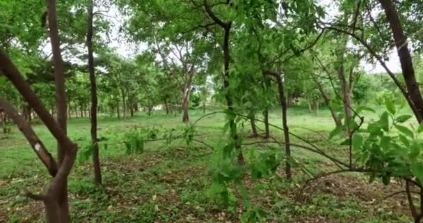 Aerial Large Sandalwood Tree Plantation Young Trees Summer Mysore — Stok video