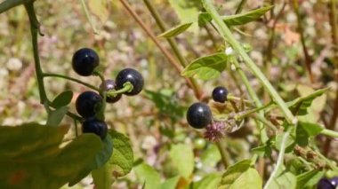 A closeup of Solanum nigrum or black nightshade berries on top of the mountains