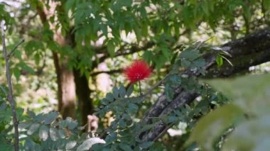 Closeup of red calliandra haematocephala hassk flower blooming during sunny day