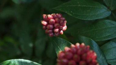 Closeup of fruits of red calliandra haematocephala hassk plant during sunny day