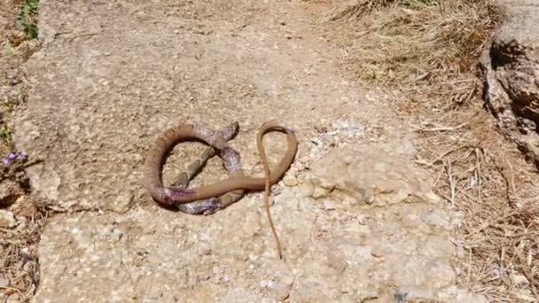 Closeup Dead Snake Lying Big Rock Stone Sunny Day — Stock video