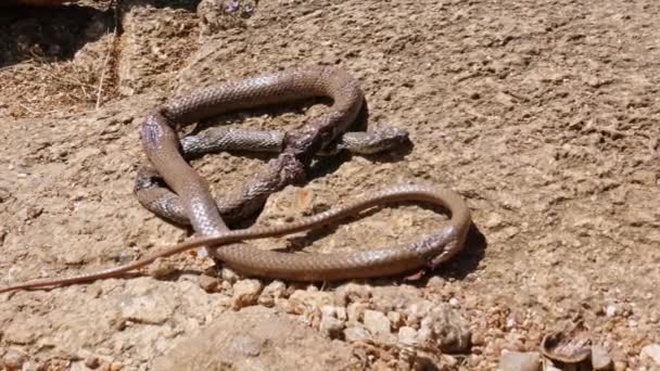 Closeup Dead Snake Lying Big Rock Stone Sunny Day — Stockvideo