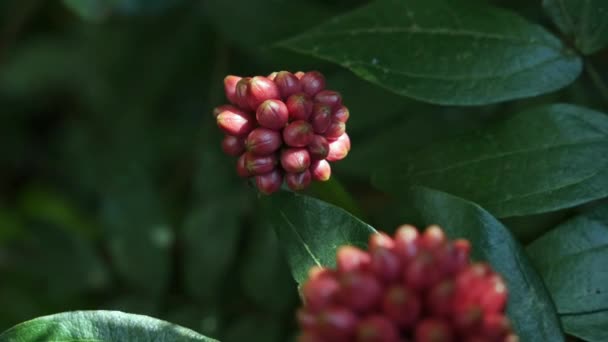 Closeup Fruits Red Calliandra Haematocephala Hassk Plant Sunny Day — стоковое видео