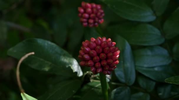 Closeup Fruits Red Calliandra Haematocephala Hassk Plant Sunny Day — Stockvideo