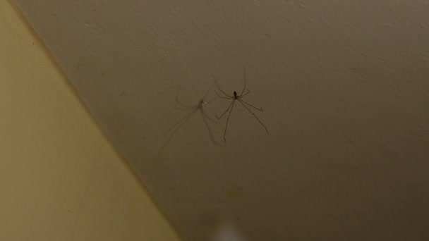 Macro View Pholcus Phalangioides Spider Its Shadow Hanging Wall — Stockvideo