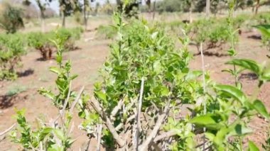 A close view of aged jasmine plant with fresh buds on field during sunny day