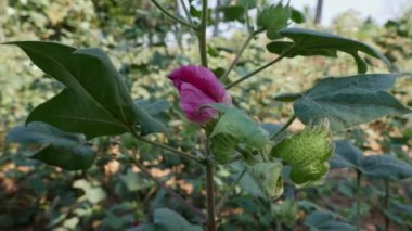 Closeup of purple flower on cotton plant during summer season