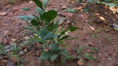 Closeup of fresh small jasmine plant grown on the field during summer