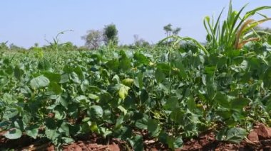 Closeup of farm fields with fresh cow peas or leguminous plants during summer season