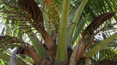 A close-up of a fresh coconut tree's first fruit growing during summer