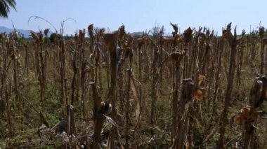 a broad view of the dried corn fields following harvest during summer season