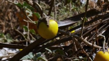 A closeup of Solanum incanum fruit or bitter apple on branch amidst thorns and leaves during sunny day