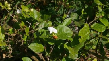 Unseasonal jasmine flower with buds in closeup on a plant during summer