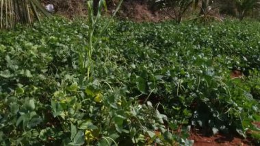 Closeup of farm fields with fresh cow peas or leguminous plants during summer season