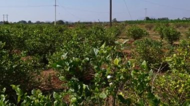 A view of farmland with a jasmine flower plantation during summer seasons