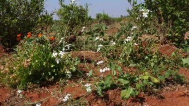 A view of mixed cropping in jasmine fields during summer at village of india