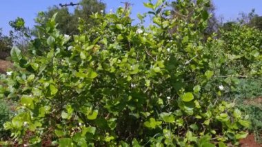 Closeup of jasmine plants with fresh buds and flowers during unseasonal summer