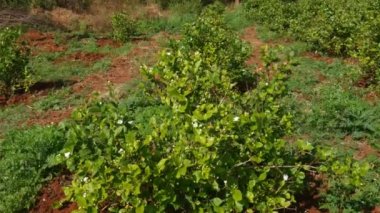 Wide view of jasmine plants with fresh buds and flowers during unseasonal summer