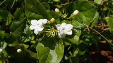Closeup of white jasmine flowers with buds amidst green leaves