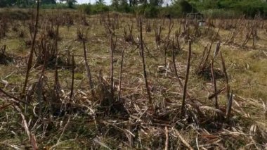 A wide view of failed sugarcane crop at farmland during summer at village of india
