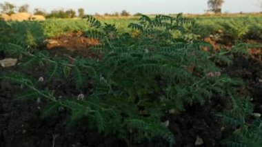 Closeup of chickpea plants during flowering in the field blooming in wind
