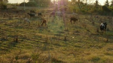 A wide view of cows, calf and buffaloes grazing in the cane field during sunset time