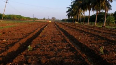 A wide view of fresh jasmine flower plantation in red soil at farmland during summer