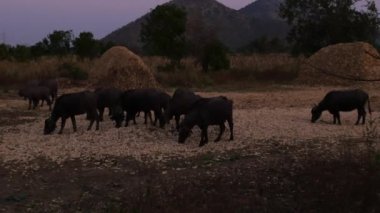 Herd of buffaloes grazing corn husks or maize in a field during dark evening