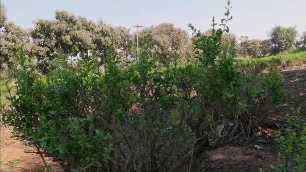 Close View Aged Jasmine Plant Field Fresh Buds Summer — Vídeo de Stock